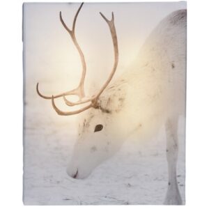 LED Obraz na plátně Animal and snow White Reindeer, 20 x 25 cm